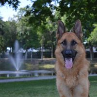Dog Training in Central Florida