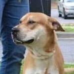 Friends of York County Animal Shelter