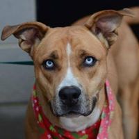 Spartanburg Humane Society