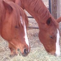 SCARE South Carolina Awareness and Rescue for Equines Inc.