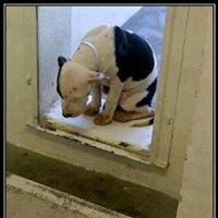 Second Chance of Orangeburg Animal Rescue Coalition