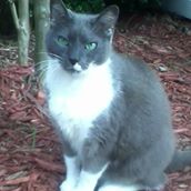 All the Comforts of Home Pet Care Services