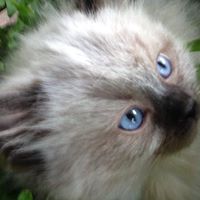 Country Cabin Ragdolls