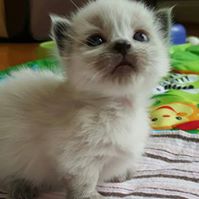 Scottish Kilt Kittens Munchkin Fold