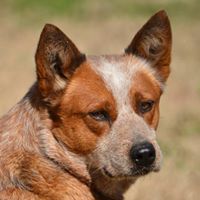 Sleepy Hollow Cattle Dogs