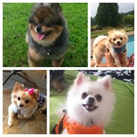 Rock Creek Farm’s Pomeranians