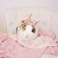 Nevaeh Rabbitry & Rescue