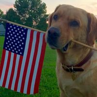 Shoreline Labradors