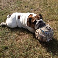 Outer Banks English Bulldogs