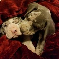 Grecian Great Danes