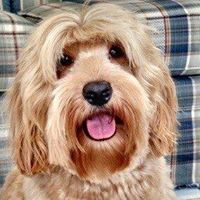 His Fame Australian Labradoodles
