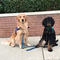 Emerson & Co. Dog Training