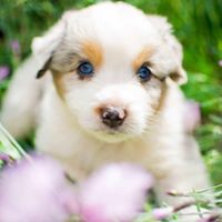 Davishire Australian Shepherds