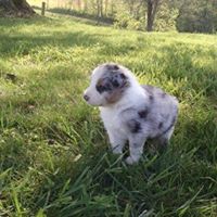 Cottonville Aussies