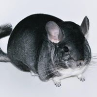 Tiffany’s Chinchillas