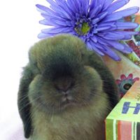 The Bunny Girl Rabbitry