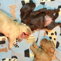 Lake Lure Labradoodles