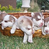 Aranda’s Huskies