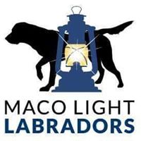 Maco Light Labradors