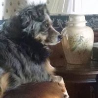 CAROLINA MINI AUSSIE….Minature/toy Australian Shepherds