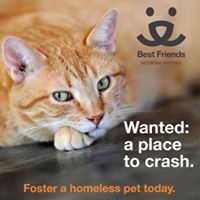 Friends of Animals in Nassau – FAN