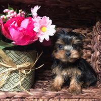 Rocky Valley Kennels Puppy Boutique