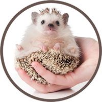 West Coast Hedgehogs