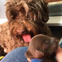 Auburn Sky Labradoodles