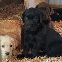 Elk Creek Gun Dogs