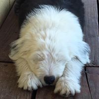 Kate’s Sheepadoodles
