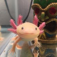 Carsons Critters
