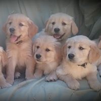 Sunset Goldens Of Oregon