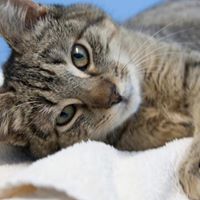 Tabby House