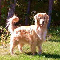 My Lucky Dog Daycare, Inc.