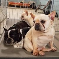 K9 to 5 Dog Center