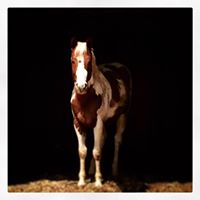 Dust Devil Ranch Sanctuary for Horses