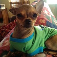 Canine Comfort Zone, Inc.