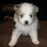 Gable A Aussies