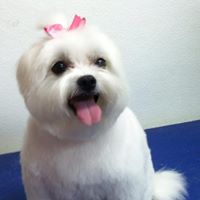 Beltway Animal Hospital Grooming Services