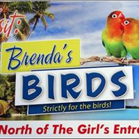 Brenda’s Birds