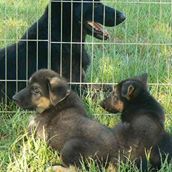 VOM Barron’s Pride GSD