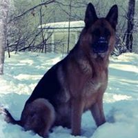 SchÃ¼ttler Bach German Shepherds