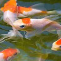 Neighborhood Fish Farm