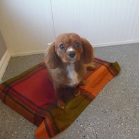 Dawgy Style’s Pet Salon