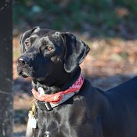 Indian Trail Dog Training
