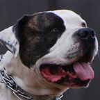 Gunslinger Kennels – American Bulldogs
