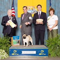 Victory Lane Classic Dog Show