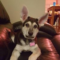 German Shepherds of Western New York