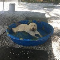 Wundrland Pet Lodge