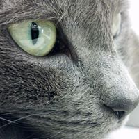 Abbott Road Animal Hospital